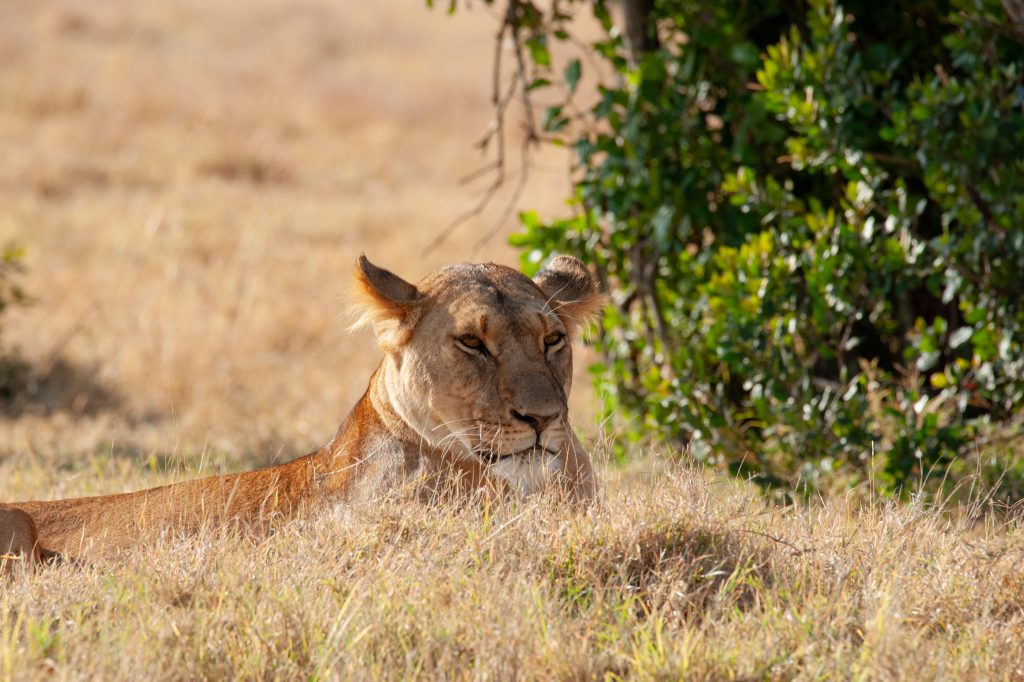 Best Time to Visit Serengeti
