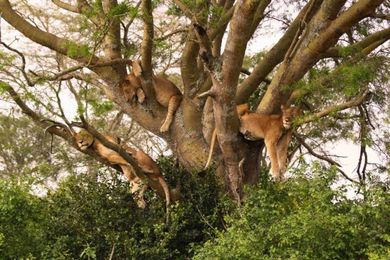 Tanzania Safari &  Zanzibar Beach Holiday — African Trails Expeditions
