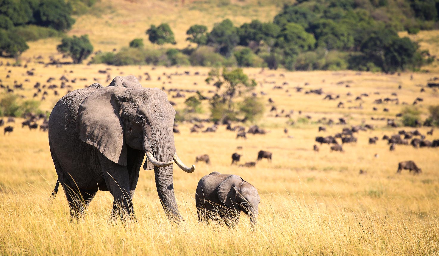 Elephants in the masai mara