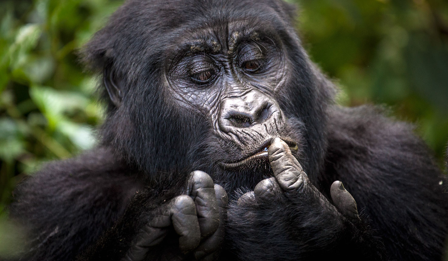 Mountain Gorilla Trekking