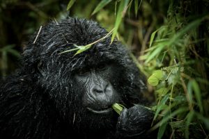 Gorilla trekking safari in Uganda