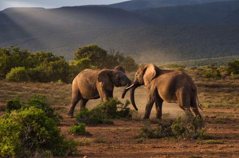Highlights of Kenya Safari — African Trails Expeditions