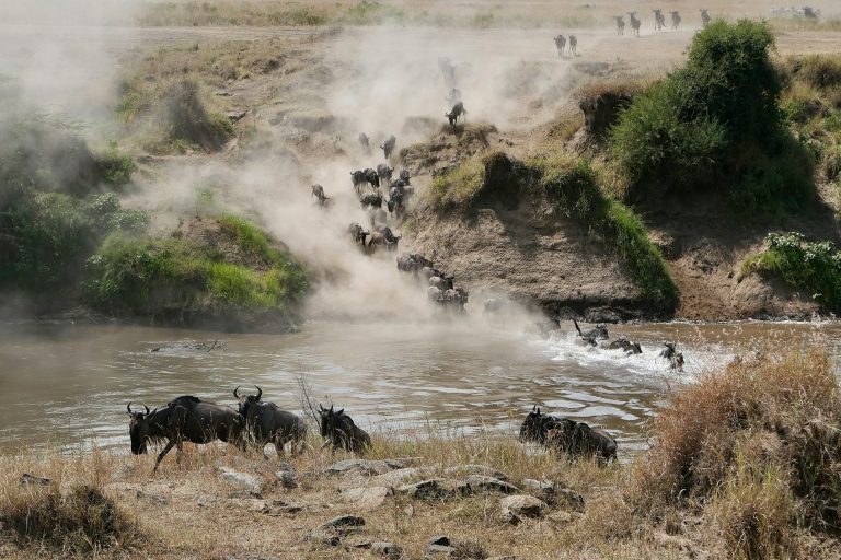 The Great Migration Route Month by Month Guide