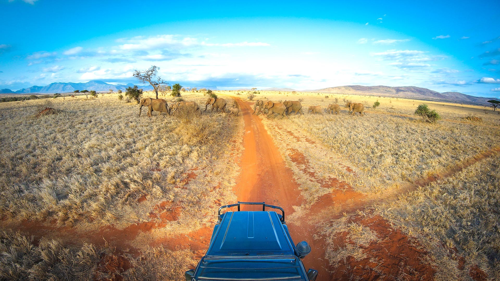 Twice-Daily Game Drives — Day & Night