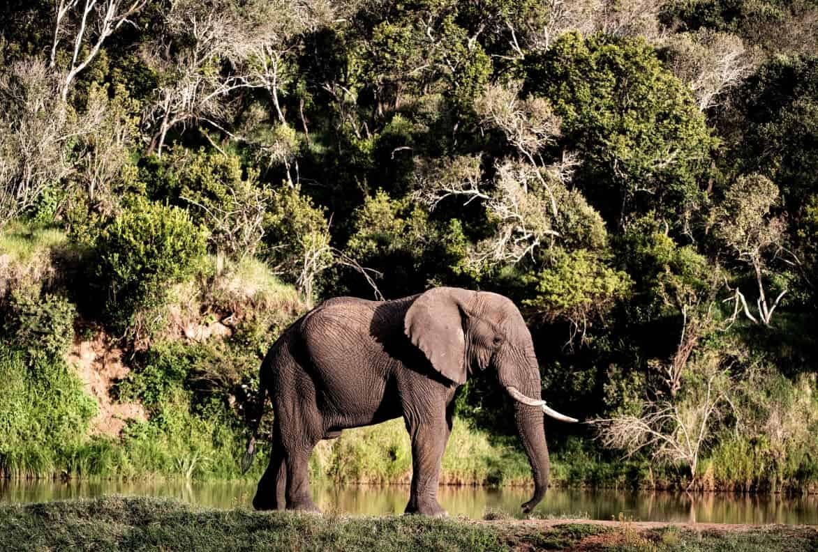 Day & Night Game Drives