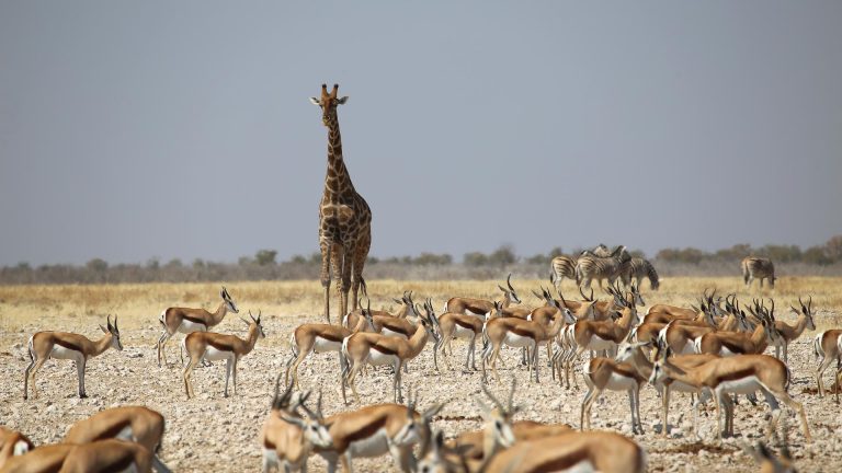 Sossusvlei & Swakopmund Luxury Safari safari