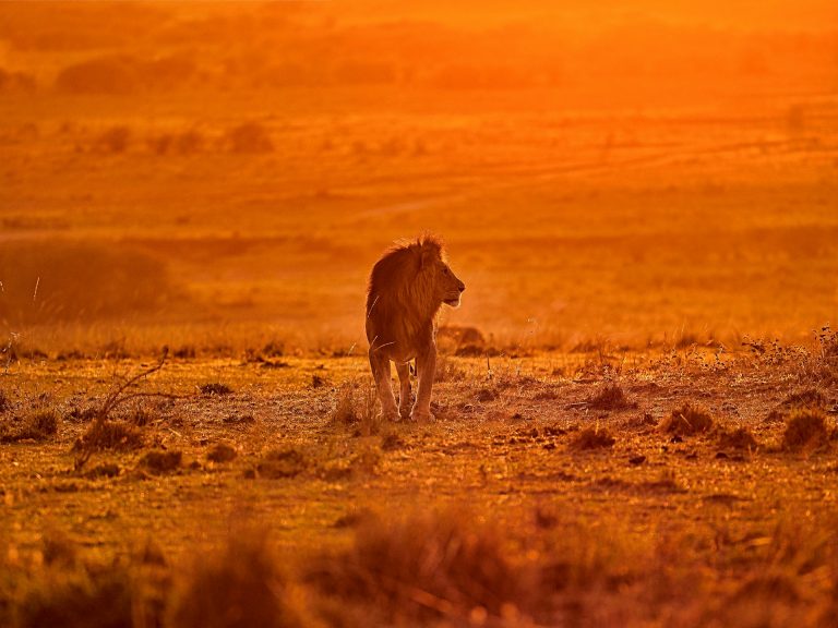 Timeless Wildlife Experience safari