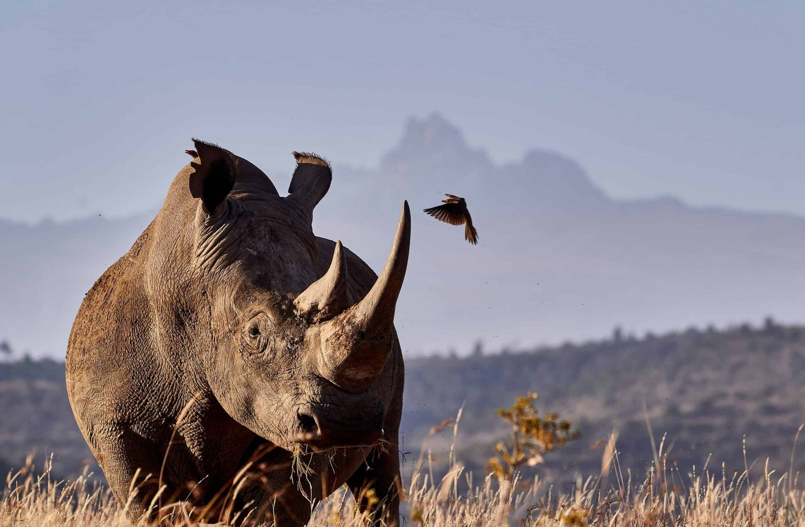 Rhino Tracking on Foot