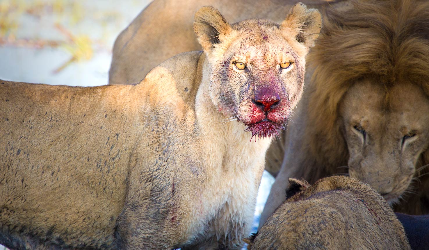 Year-Round Big Five Game Drives