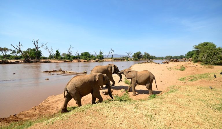 Wildlife safari in Samburu National Reserve