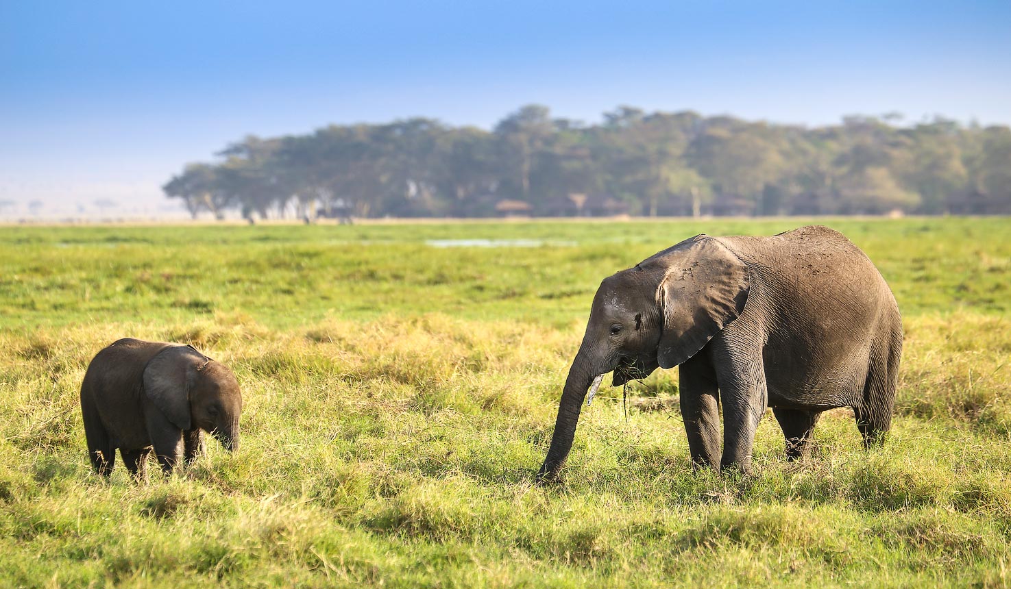 Amboseli Elephant Research Project