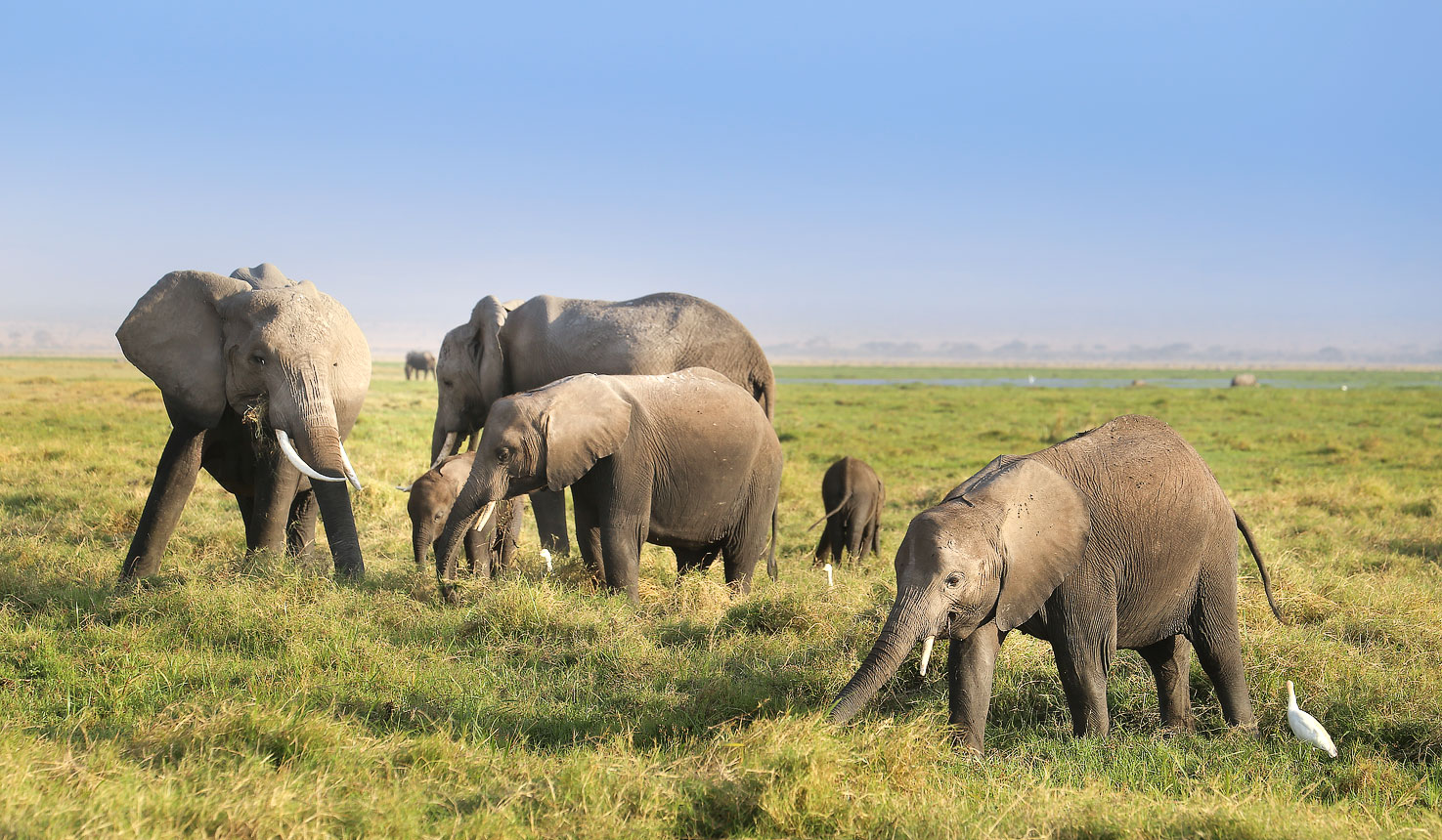 Amboseli Big Five Game Drives