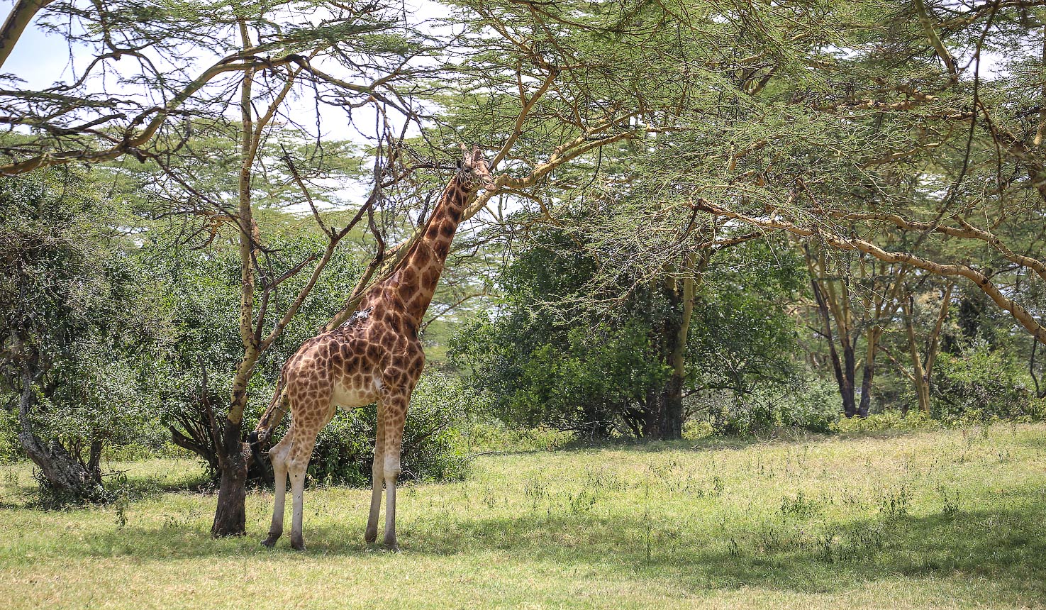 Rothschild's Giraffe Encounters