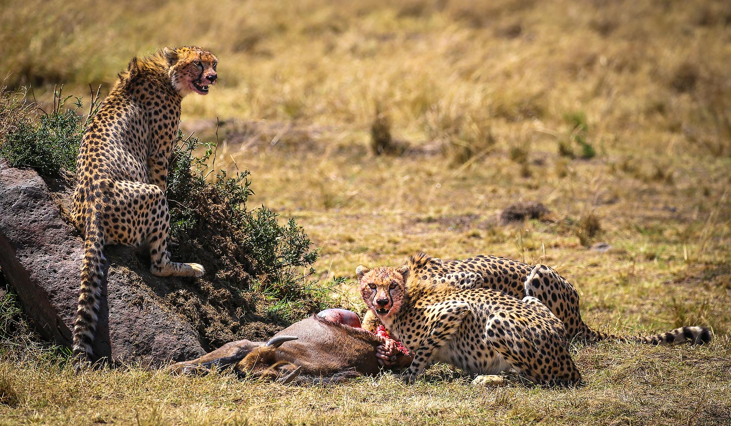 Night Game Drives on Private Concession