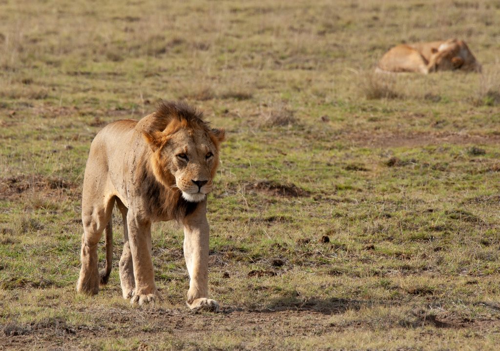 Maasai Mara Adventure