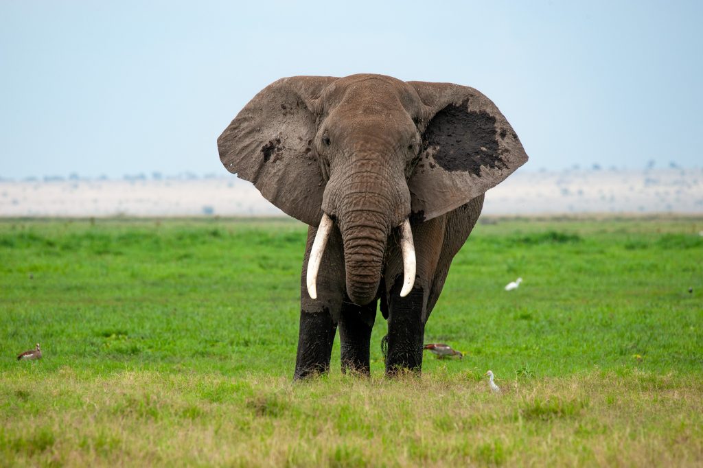 Classic Savannah Safari