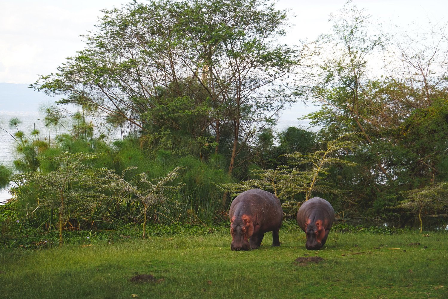 Night Game Drives