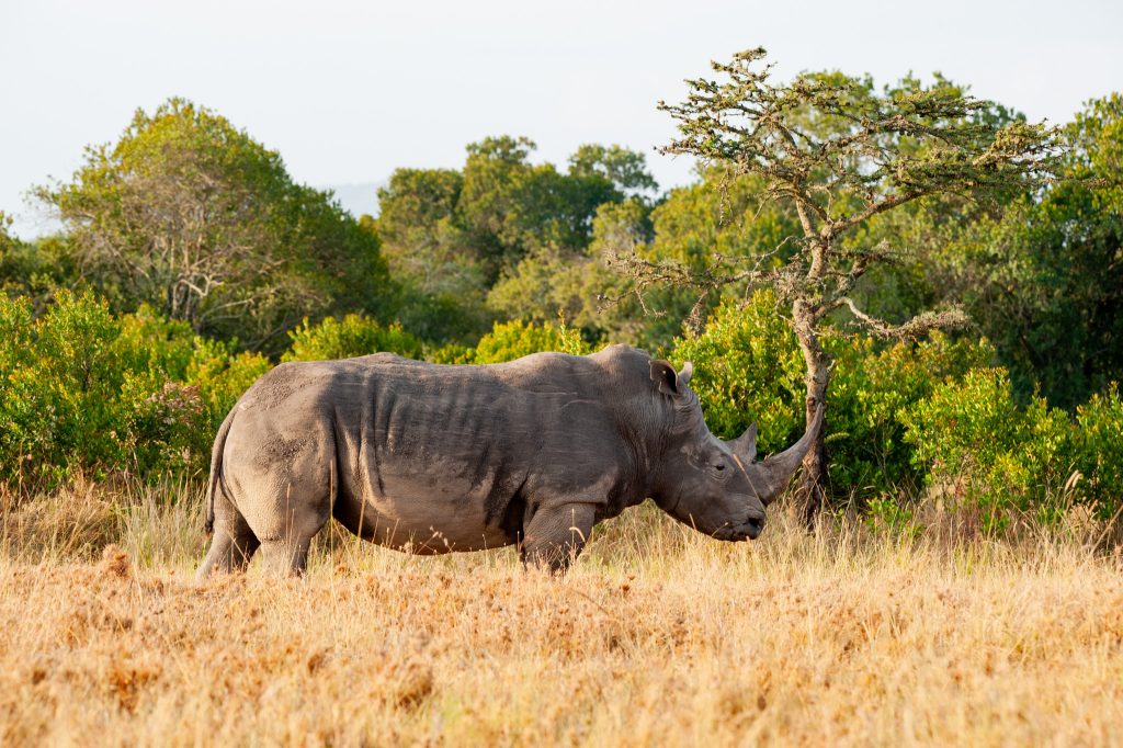 Magical Kenya Experience