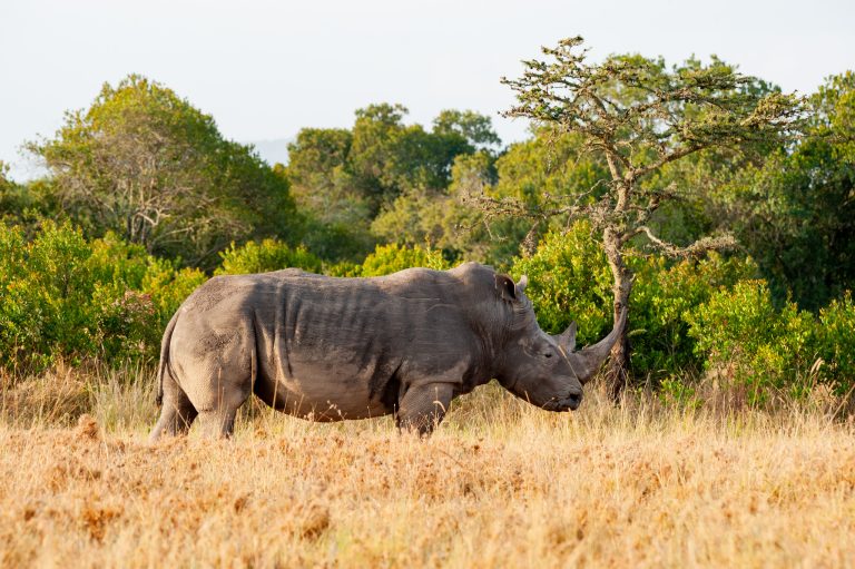 Magical Kenya Experience safari