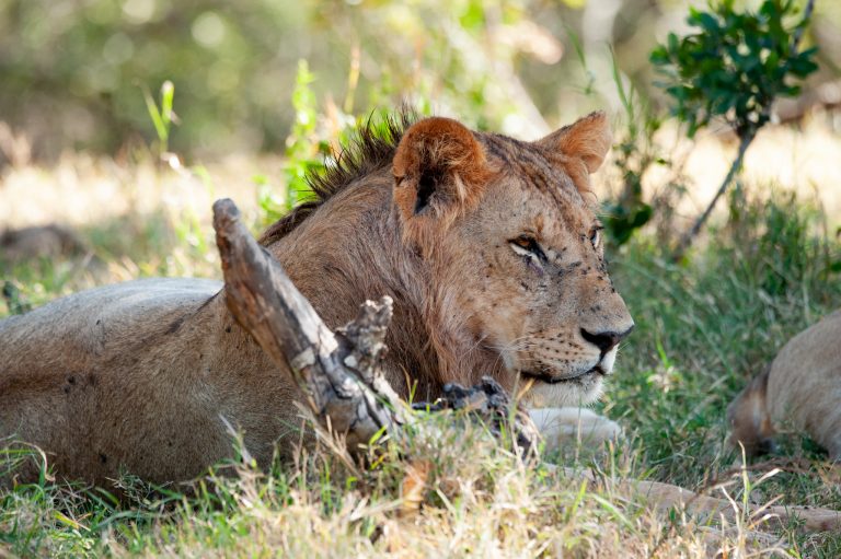 Wild In Style safari