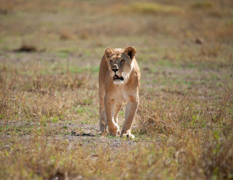Off The Beaten Path safari