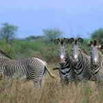Best Of Kenya Safari