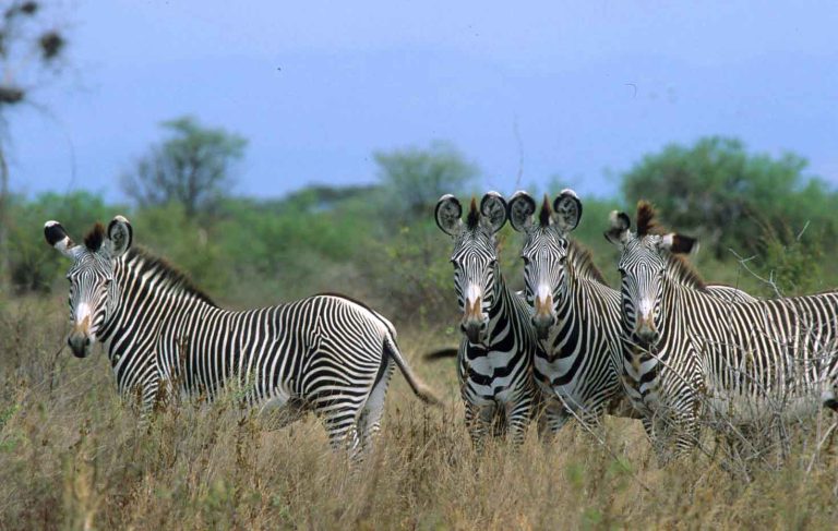 Best Of Kenya Safari safari
