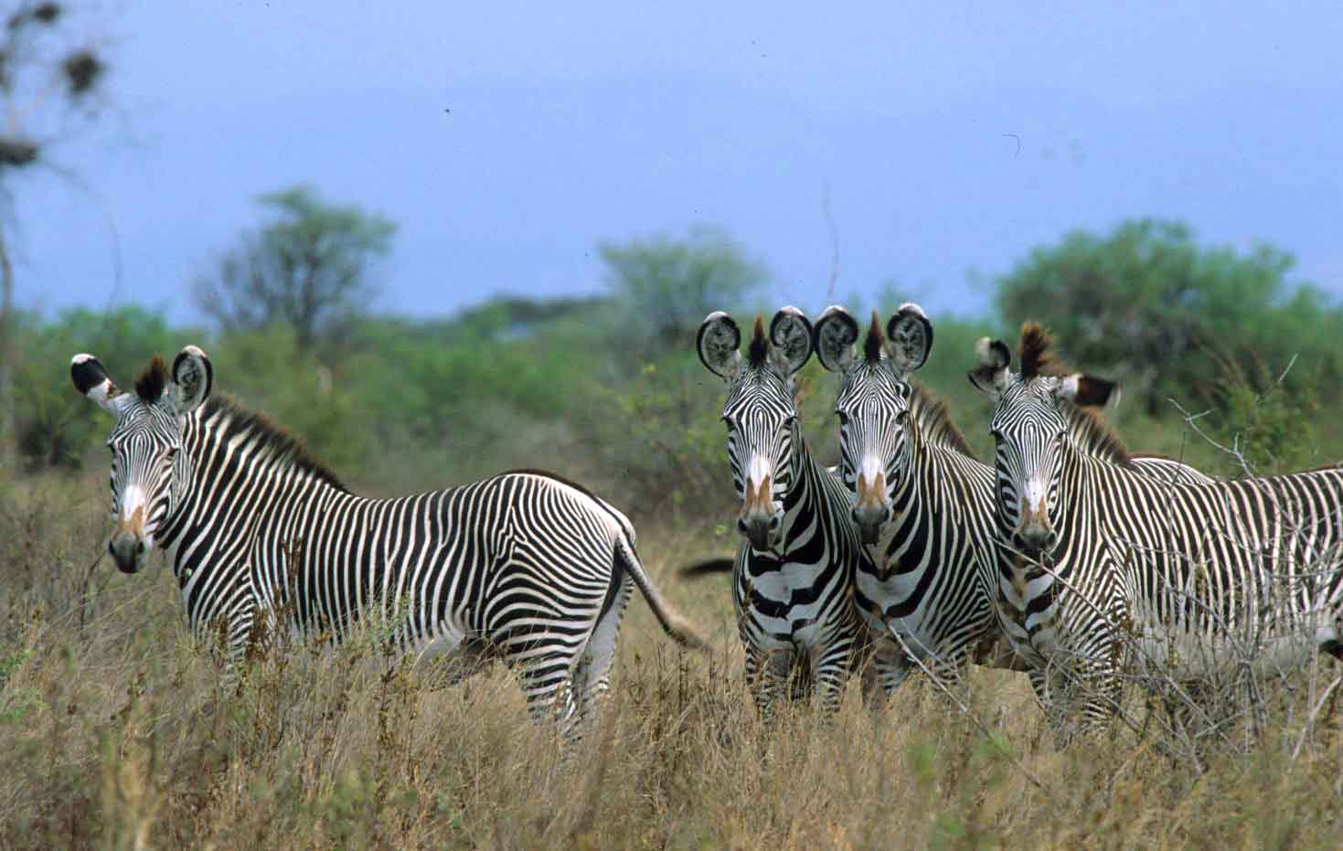 Night Game Drives