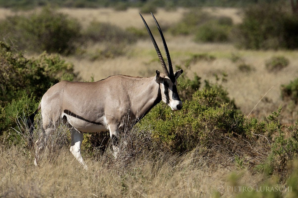 Samburu Special Five Game Drives