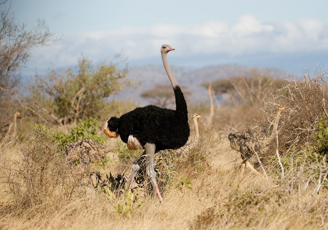 Samburu Special Five Game Drives
