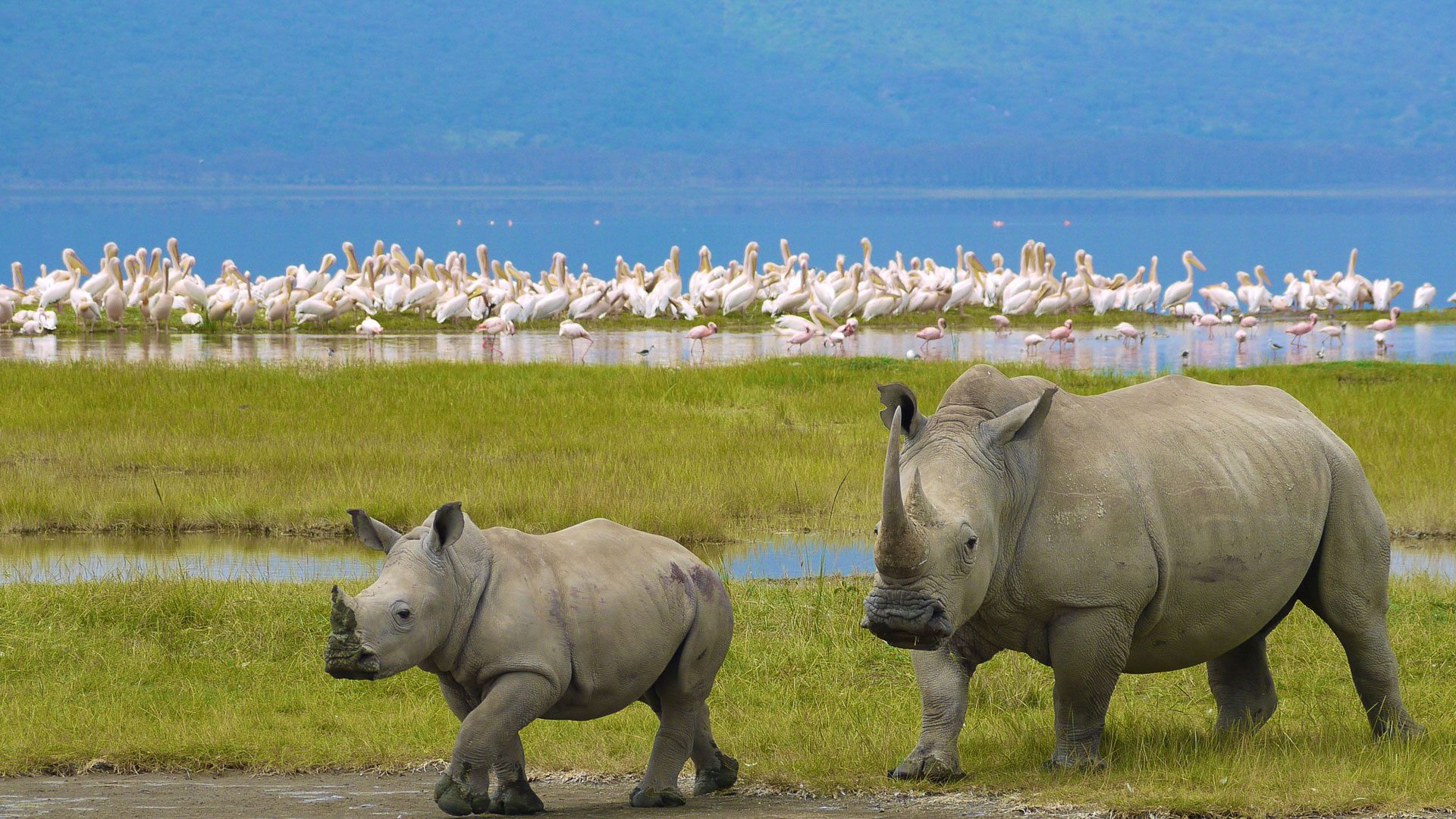 Lake Nakuru Day Trips