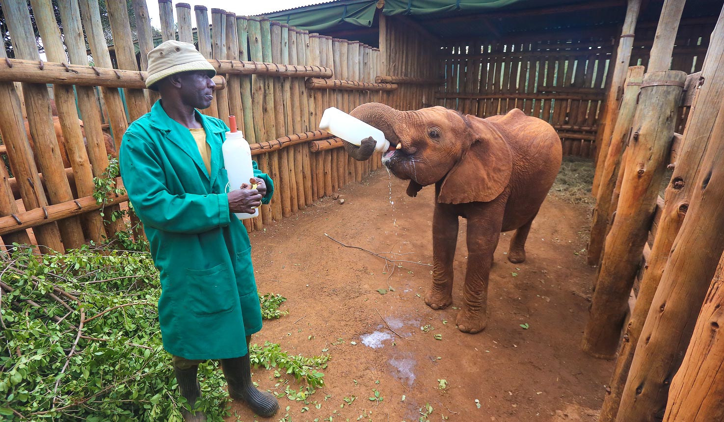 David Sheldrick Wildlife Trust