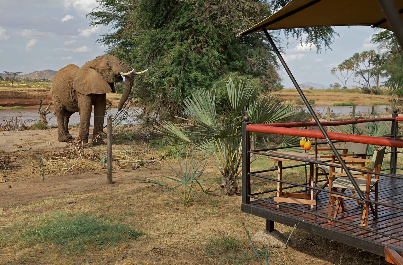 Seeing elephant upclose from your tent from Ashnil Samburu tent