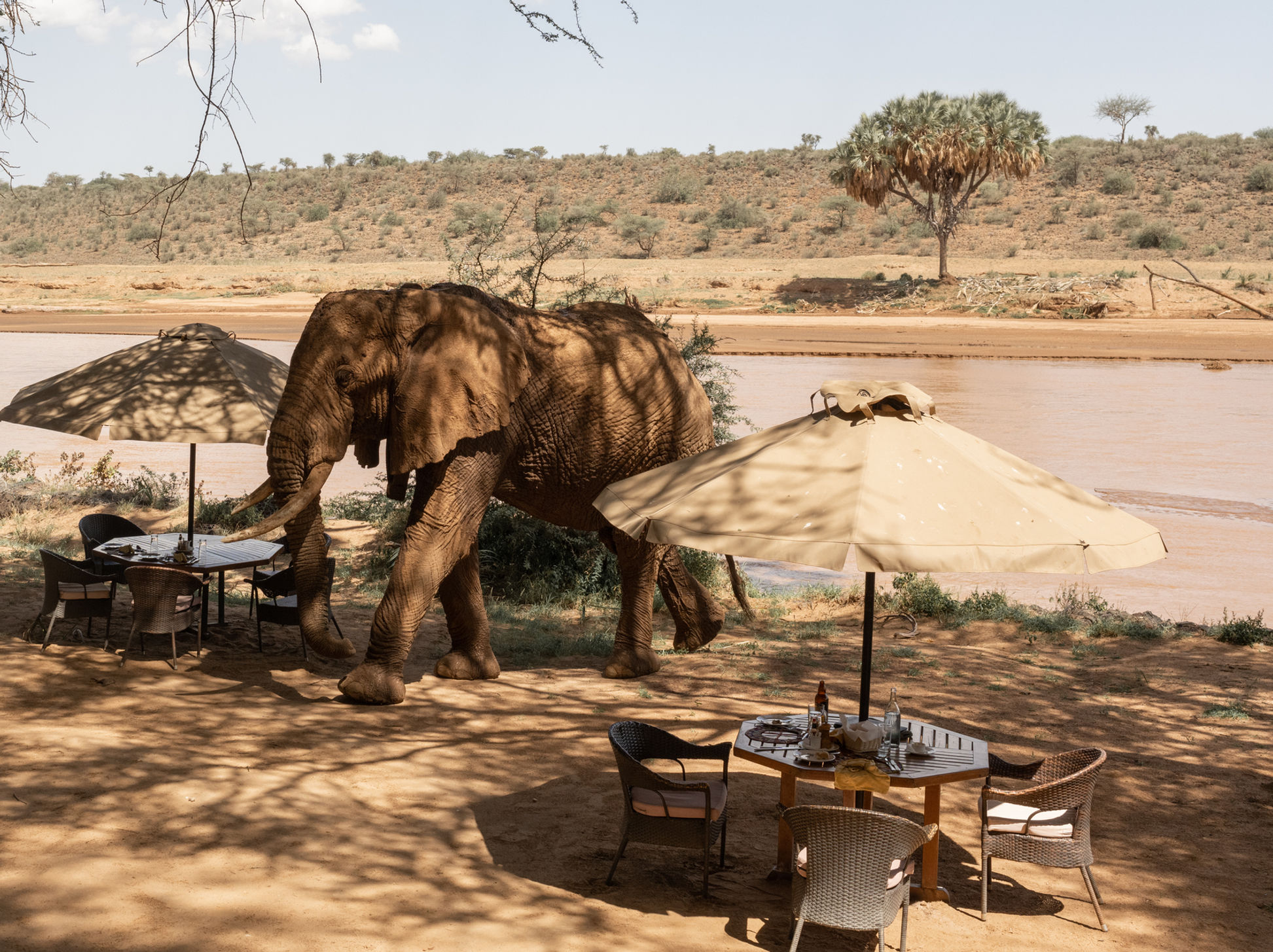 In-Camp Elephant Encounters