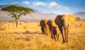 A herd of elephant in Tsavo West National Park