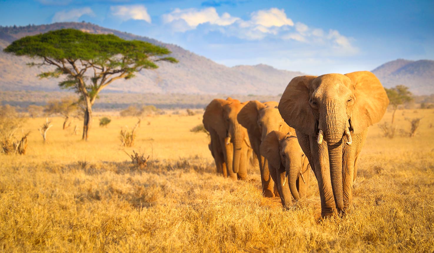 Tsavo West National Park — Tsavo West National Park