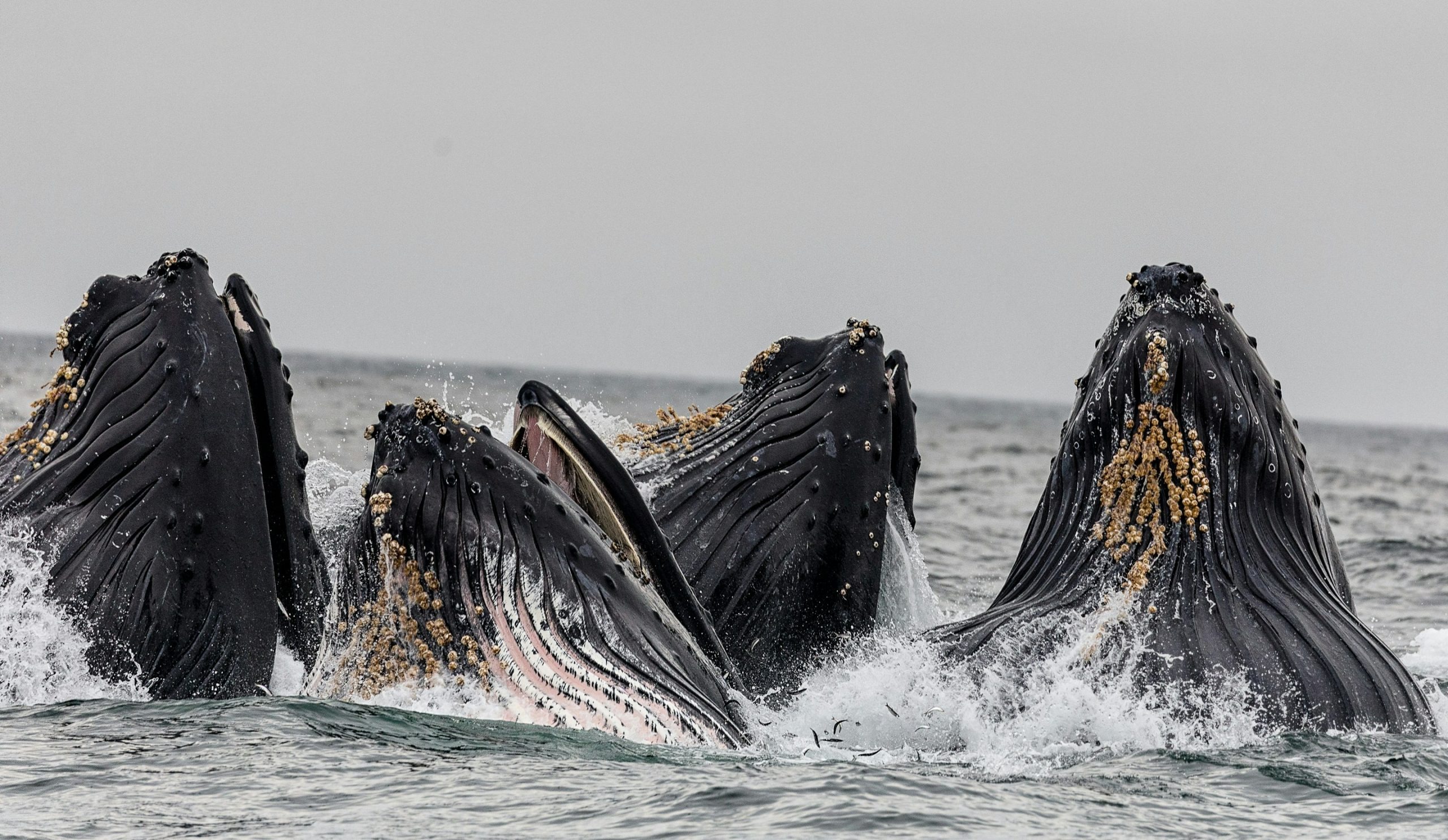 Humpback Whale Watching