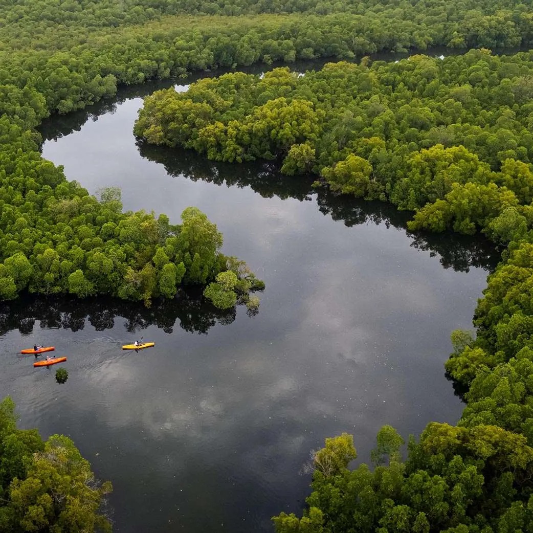 Mangrove Tour — Gazi Bay