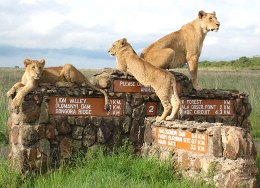 Nairobi National Park Half-Day