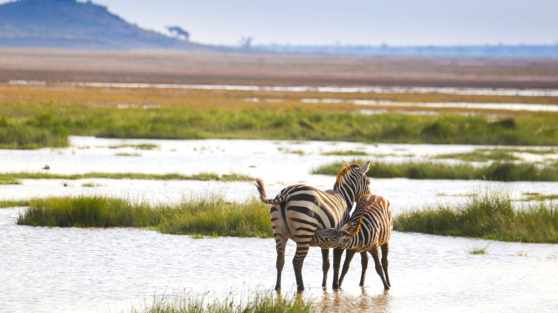 Tortilis Camp, Amboseli - image 10