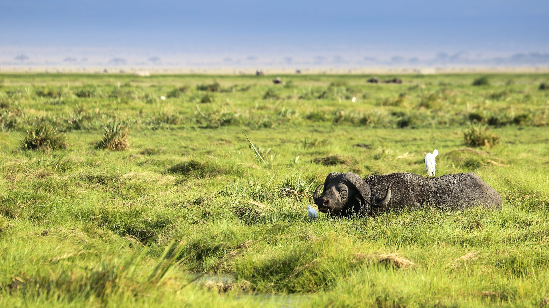 Tortilis Camp, Amboseli - image 11
