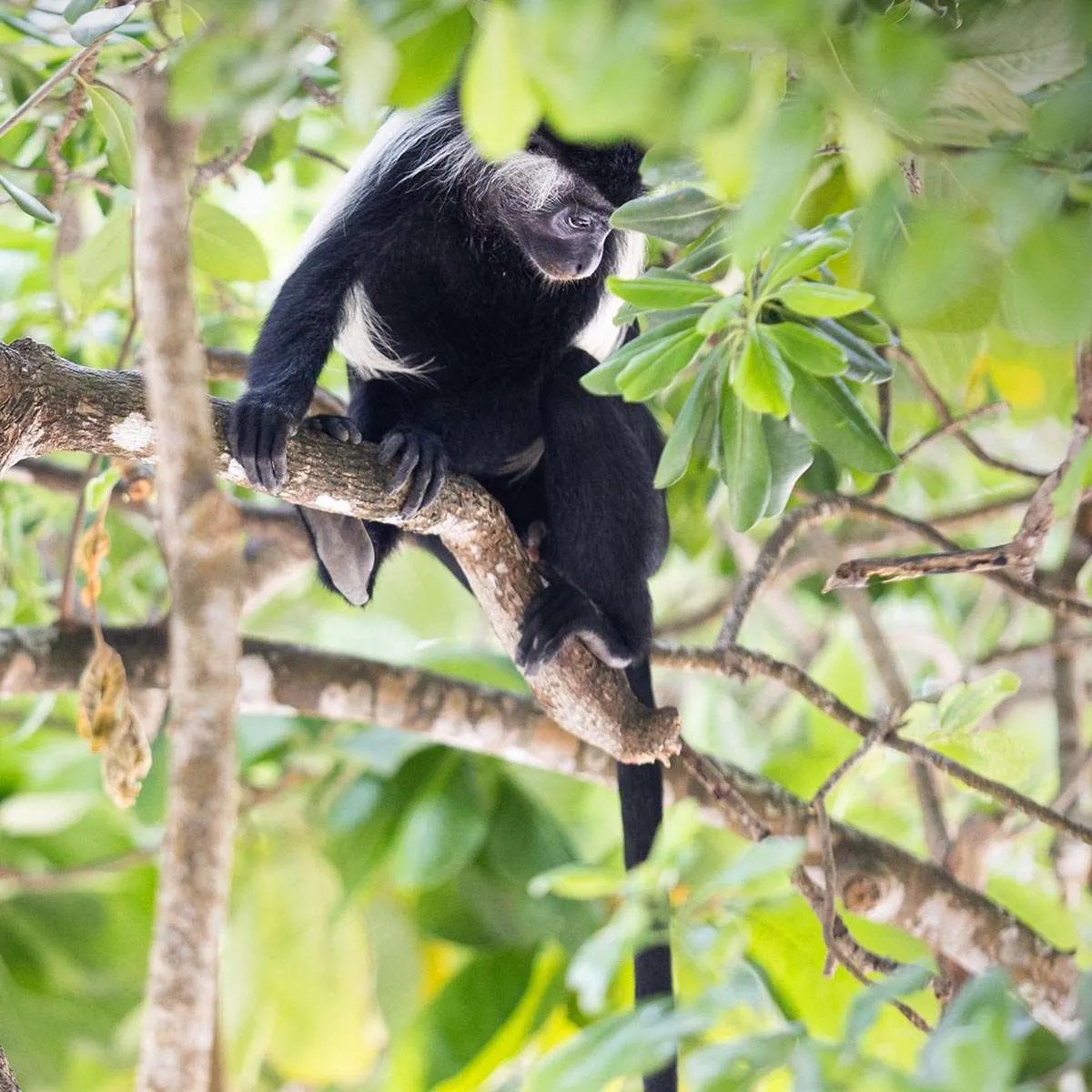 Colobus Monkey Walks