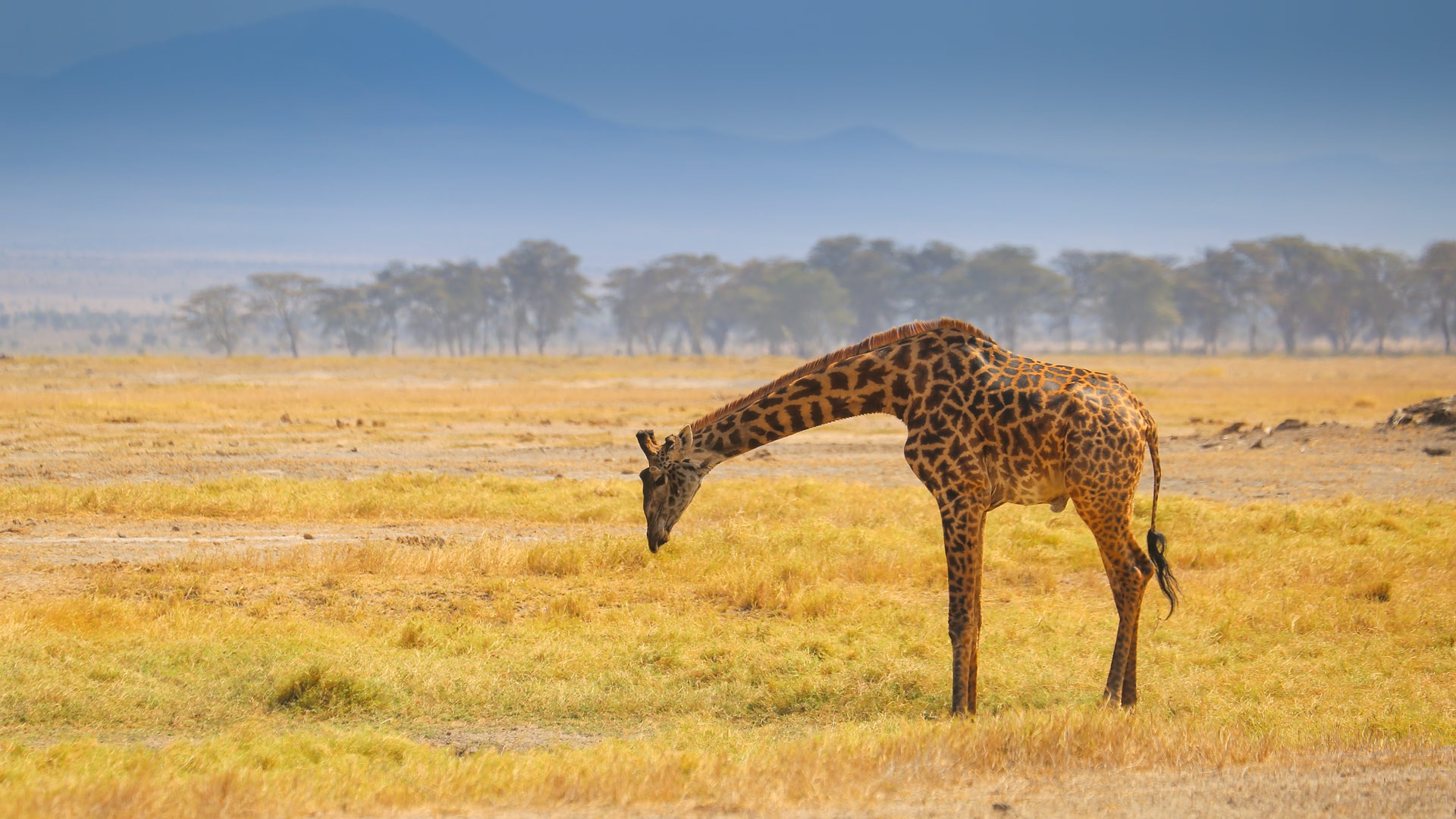 Tortilis Camp, Amboseli - image 12