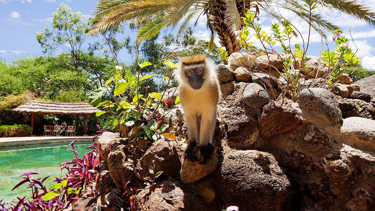 Amboseli Sopa Lodge - image 2