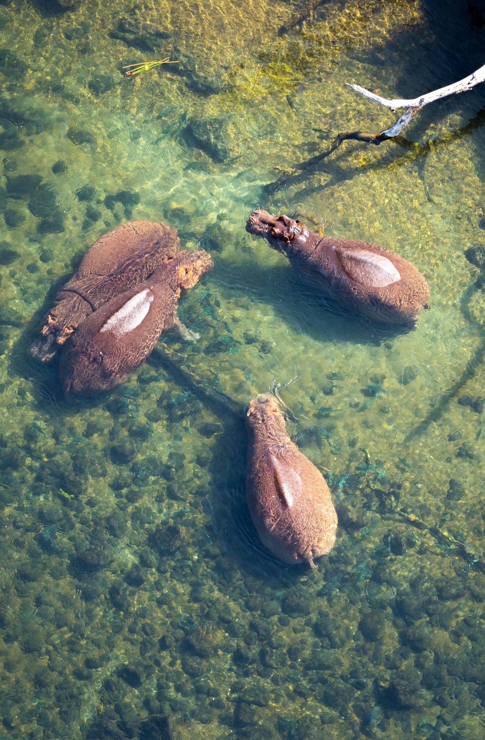 Mzima Springs