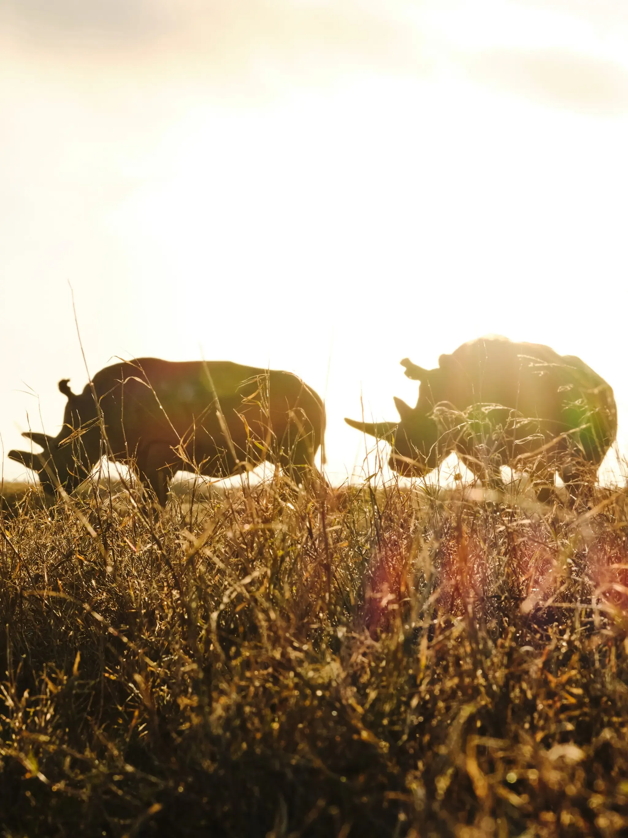  Northern and Black Rhino Encounters