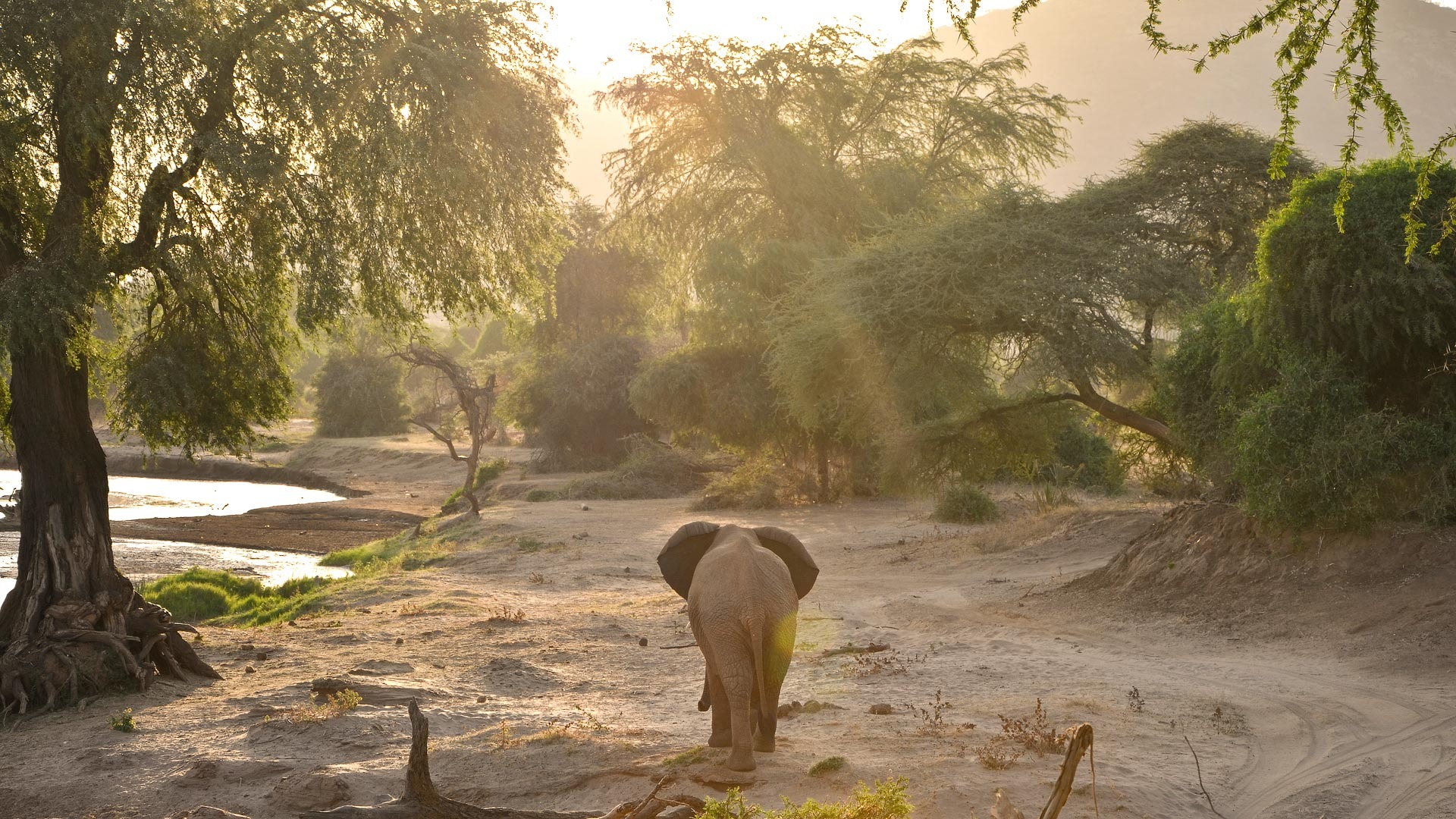 Ashnil Samburu Camp - image 3