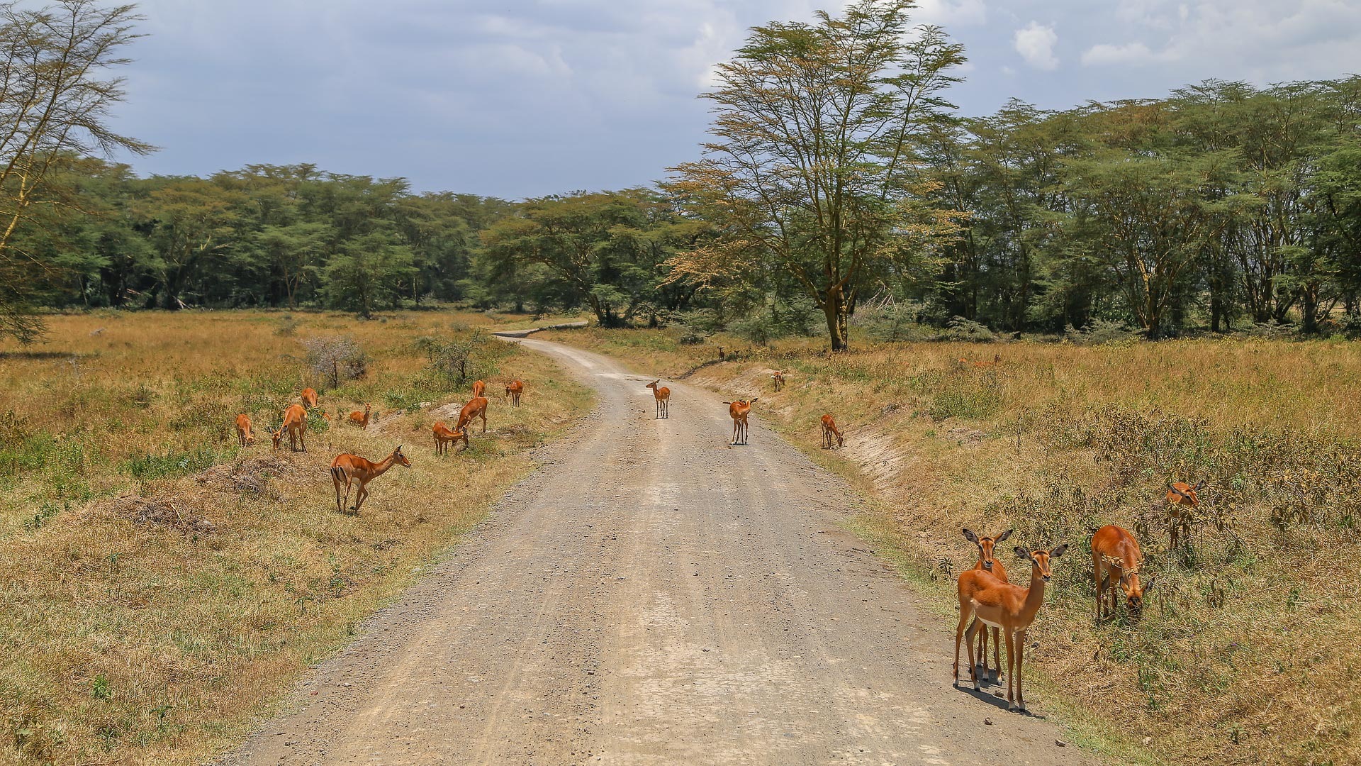 Lake Nakuru Sopa Lodge - image 1