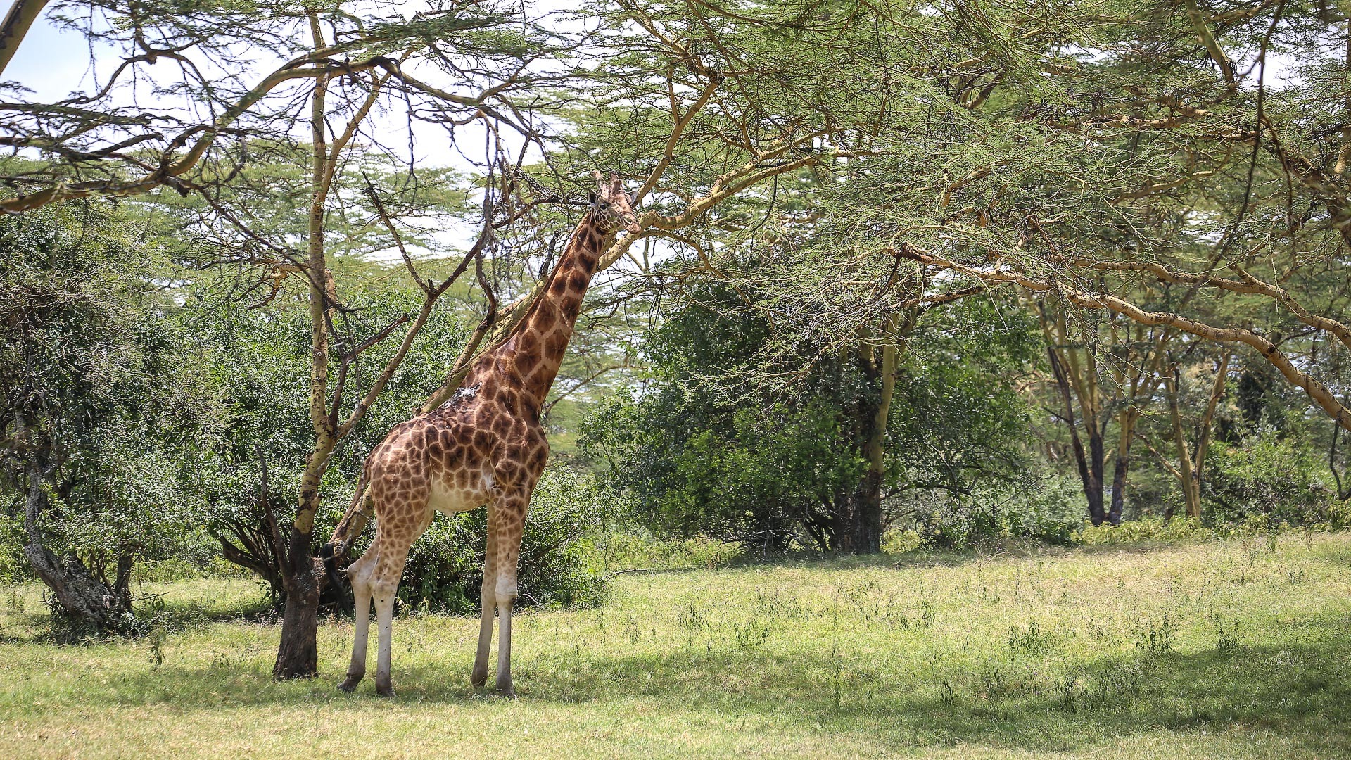 Rothschild's Giraffe Encounters