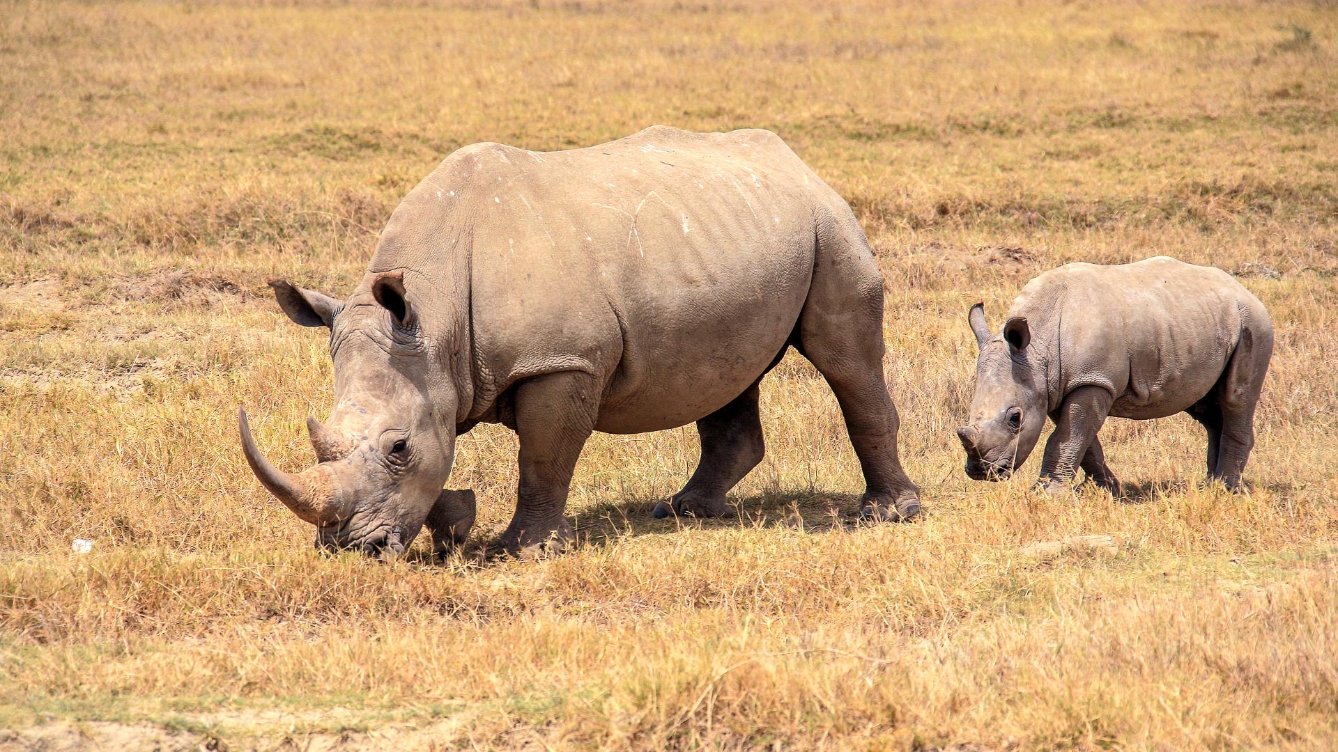 Rhino & Big Five Game Drives